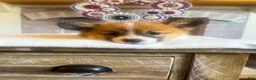 Welsh Corgi Pembroke dogs for sale: Penne - Ad 3