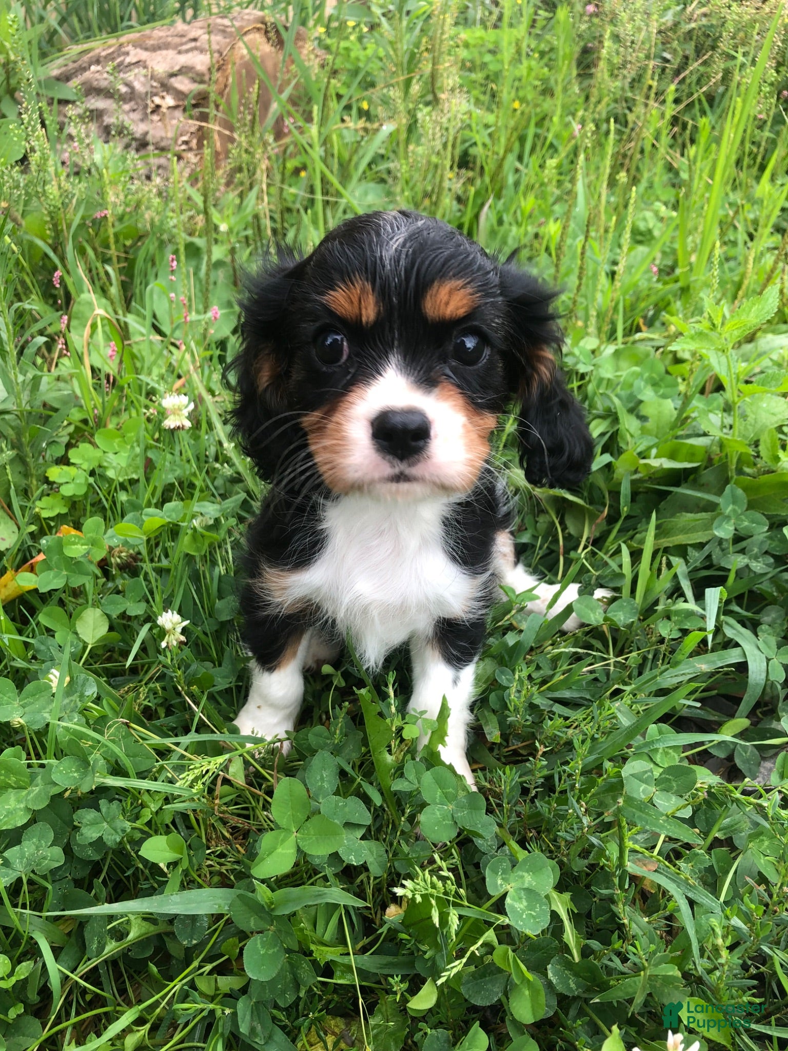 Cavalier King Charles Spaniel dogs Denver - Ad 1