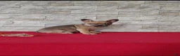 Mixed Breed dogs for sale: Bethany - Ad 5