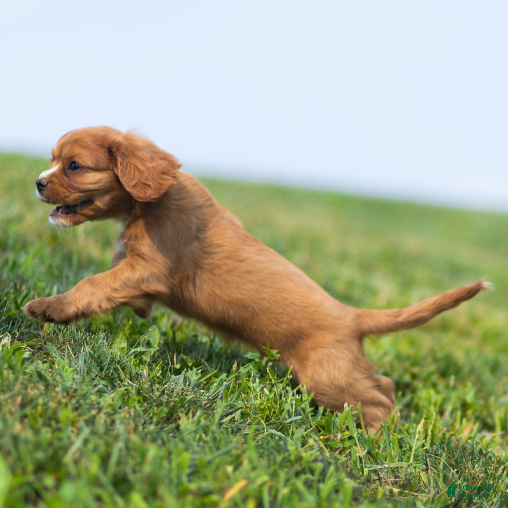Cavalier King Charles Spaniel dogs Jasper Cavalier King Charles Spaniel  - Ad 2