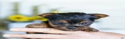 Yorkshire Terrier dogs for sale: Rick (Teacup) - Ad 4