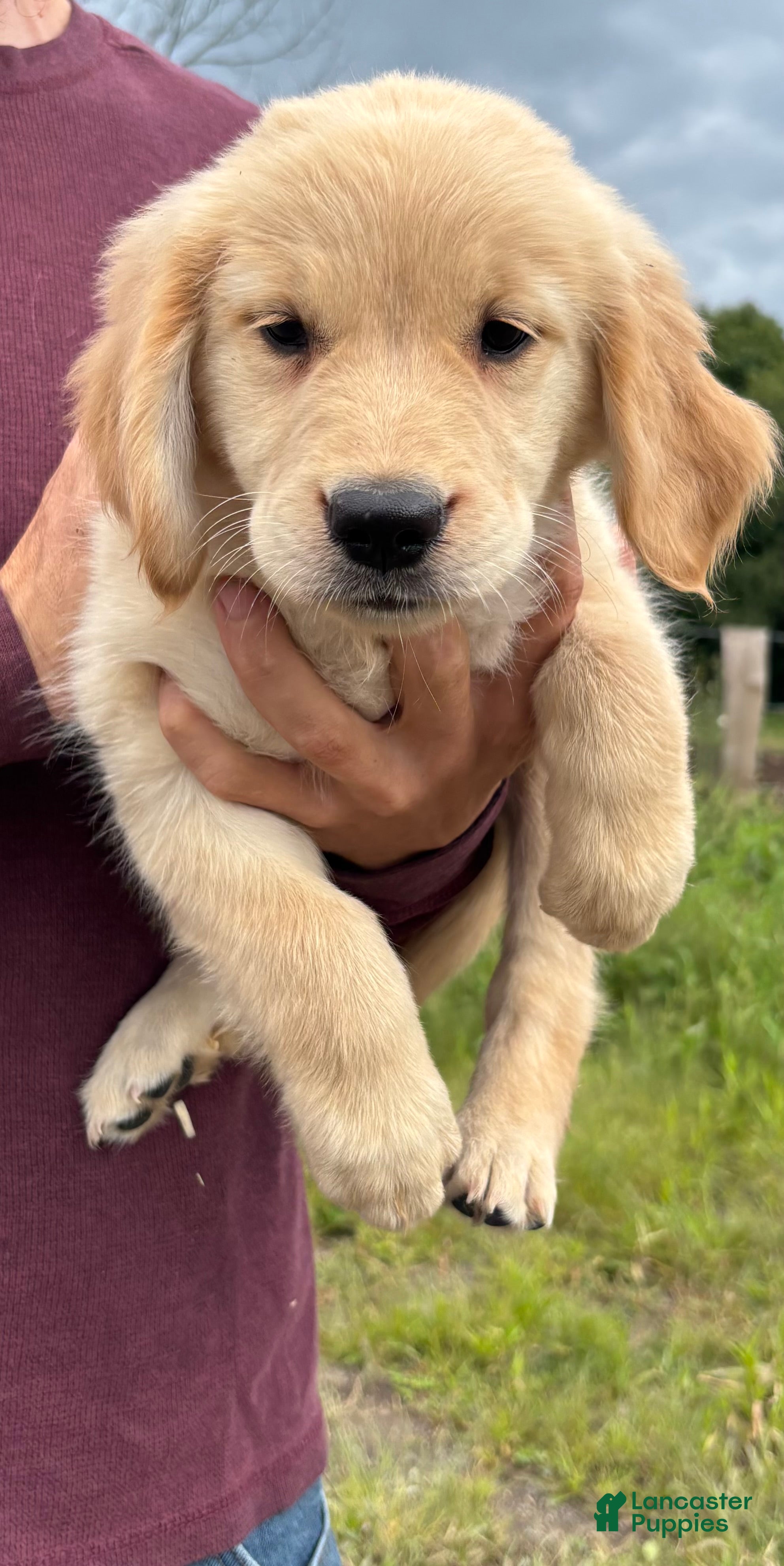 Golden Retriever dogs Cara - Ad 1