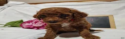 Mini Goldendoodle dogs for sale: Bella - Ad 3