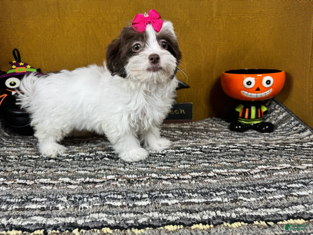 Shihpoo dogs for sale: Shihpoo 3 - Ad 2