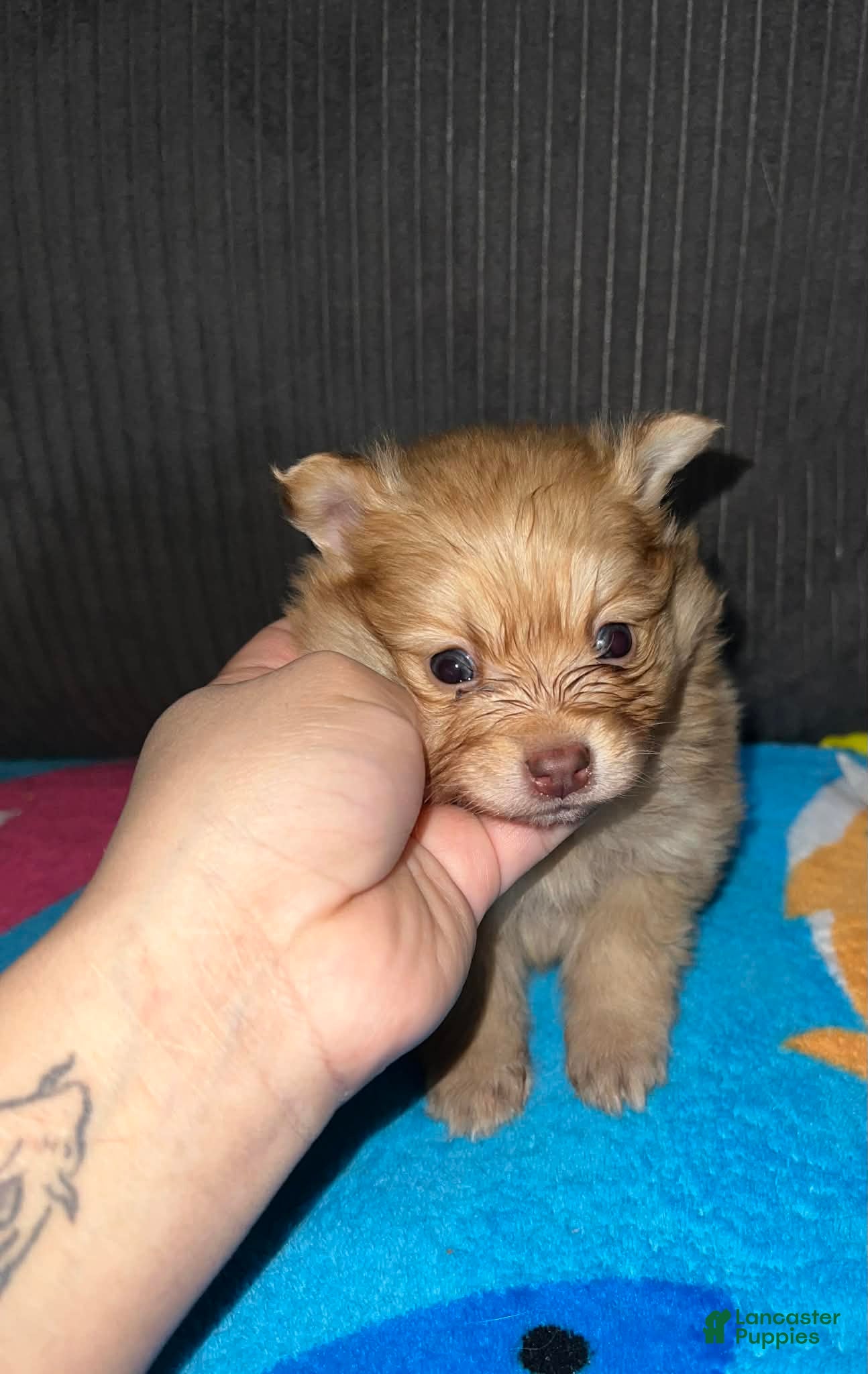 Pomeranian dogs Bear - Ad 14