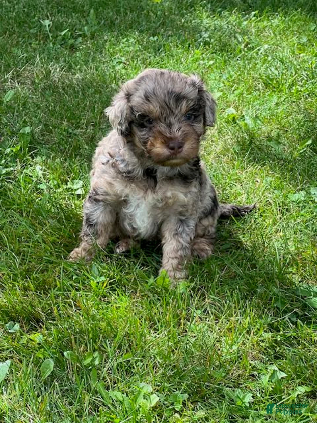 Aussiedoodle dogs for sale: Nutmeg Miniature Aussiedoodle  - Ad 2