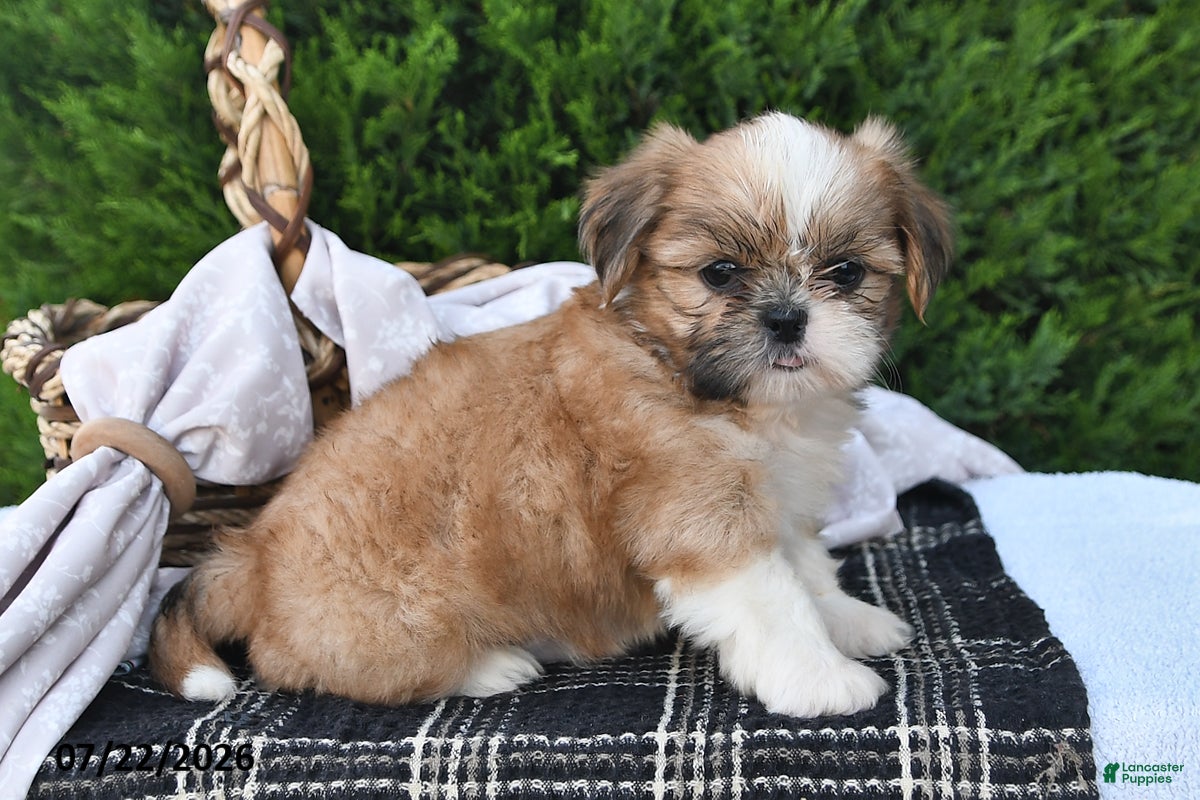 Shih Tzu dogs for sale: Carmel - Ad 3