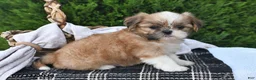 Shih Tzu dogs for sale: Carmel - Ad 1