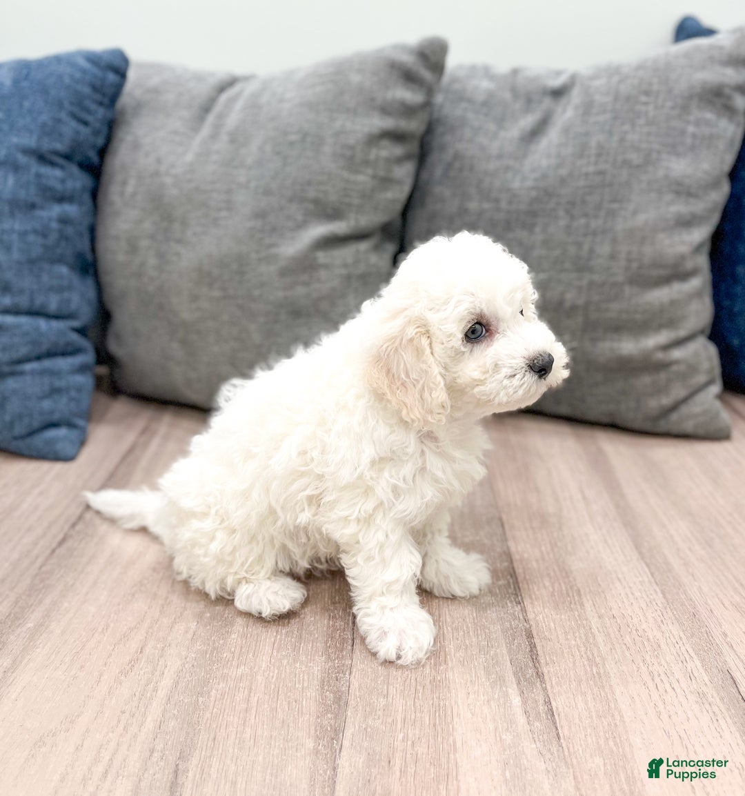 Bichpoo dogs for sale: Lexie - Ad 2