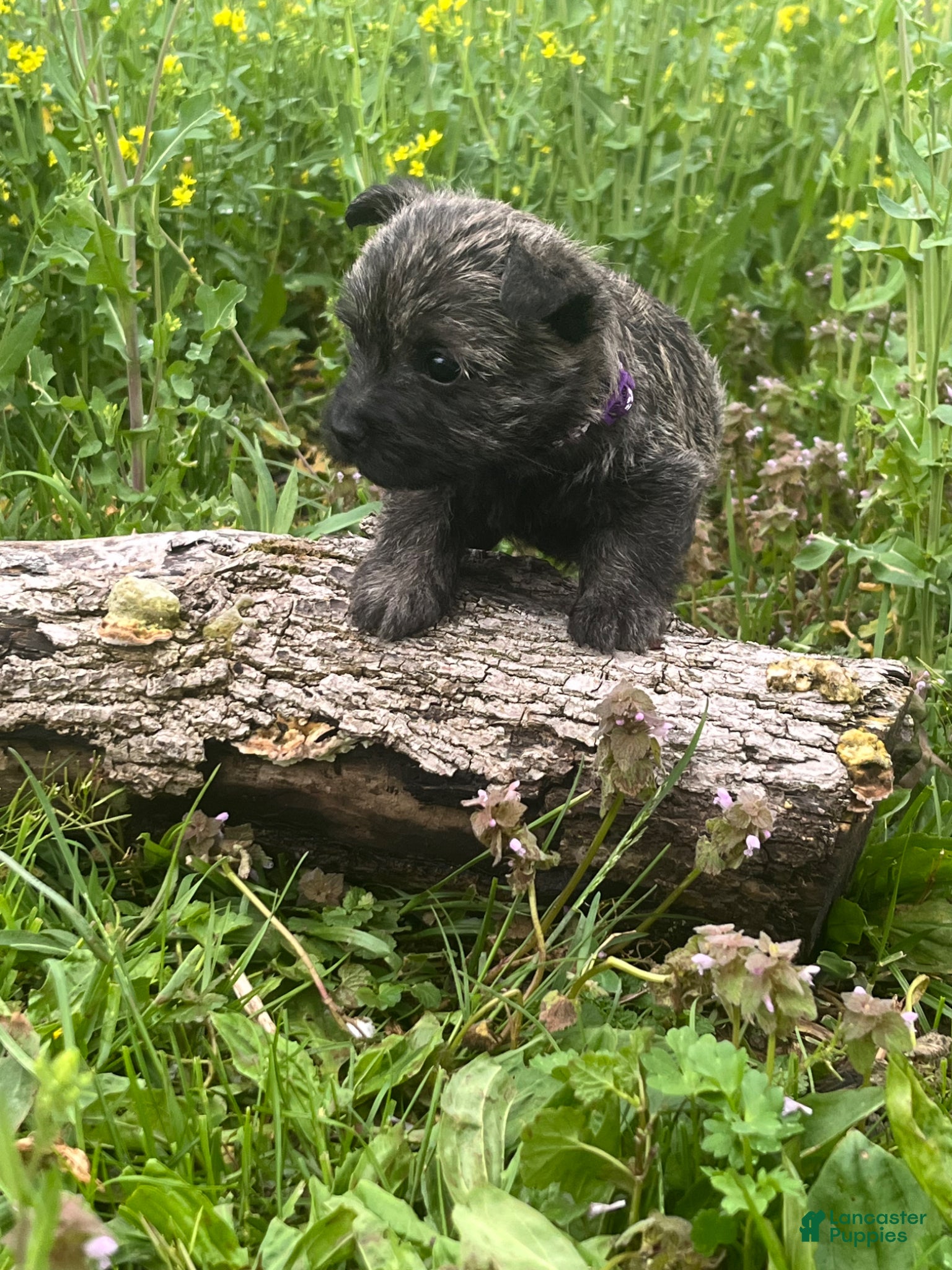 Cairn Terrier dogs Eloise - Ad 1