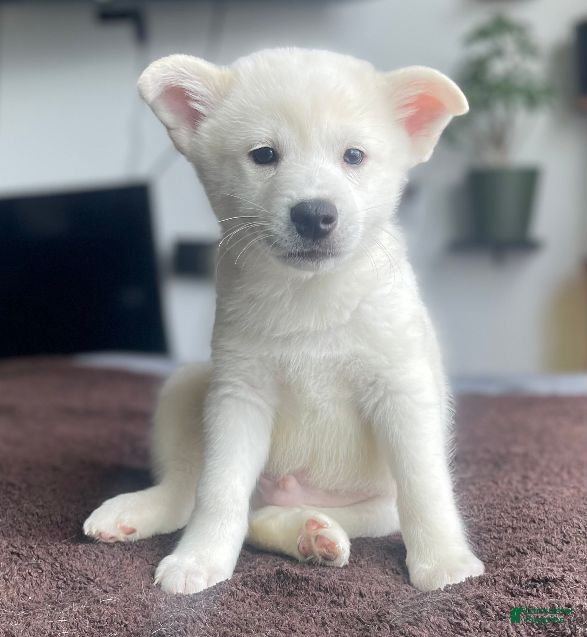 Alaskan Klee Kai dogs Ghost  - Ad 2