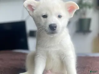 Alaskan Klee Kai dogs Ghost - Ad 1
