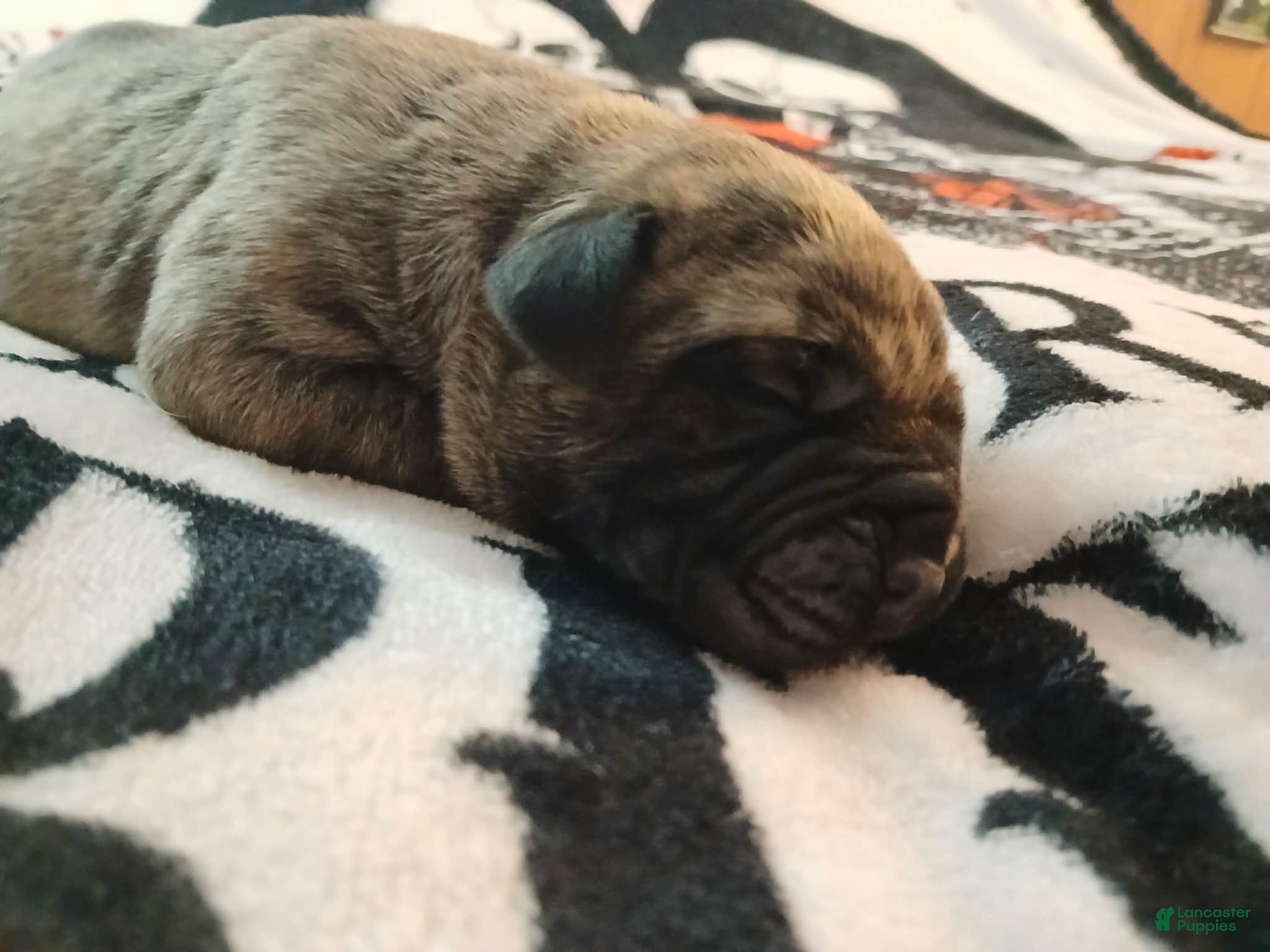 Presa Canario dogs Presa Canario Puppy 2 - Ad 8