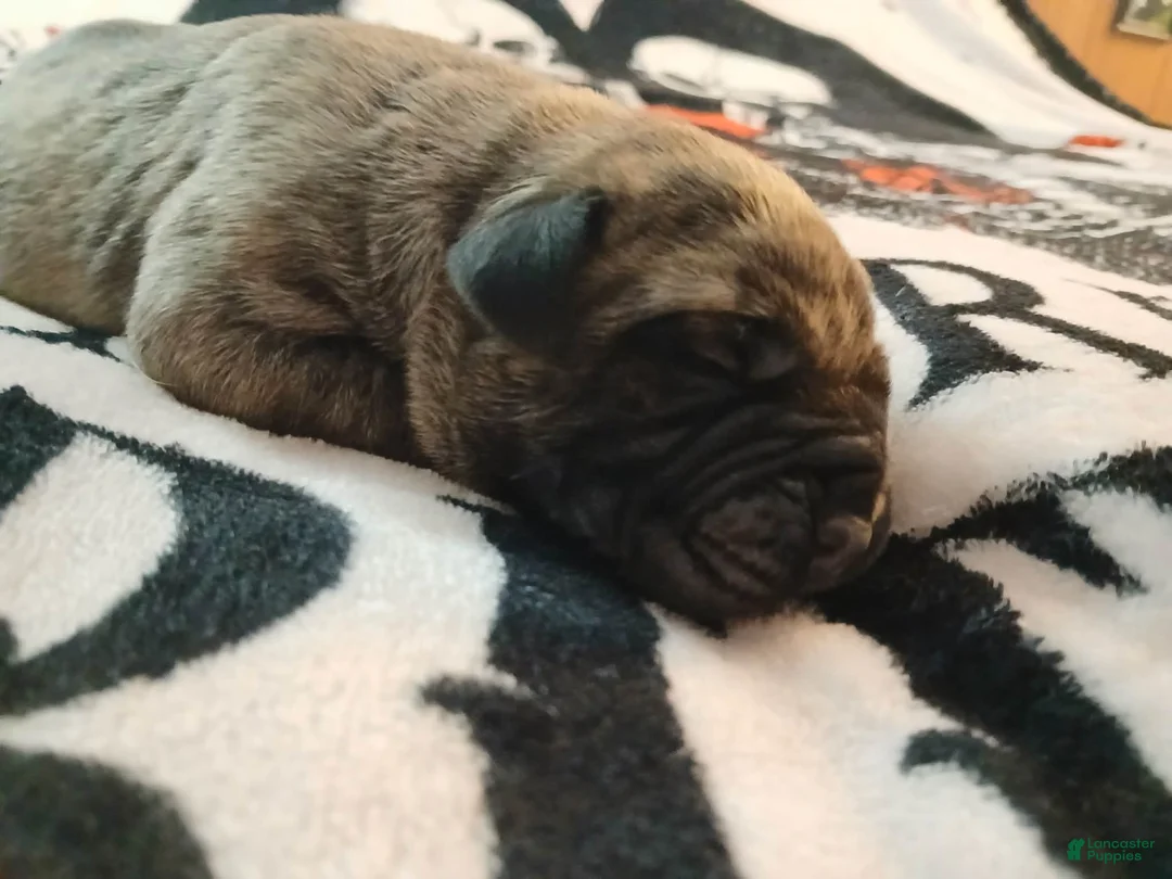 Presa Canario dogs for sale: Presa Canario Puppy 2 - Ad 1