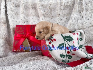 Goldendoodle dogs - Ad 11