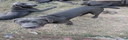 Cane Corso dogs for sale: Pink aka Minnie - Ad 3