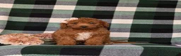 Mini Goldendoodle dogs for sale: Tehya 9 lbs Full Grown - Ad 3