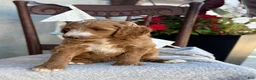 Goldendoodle dogs for sale: Capri - Ad 7