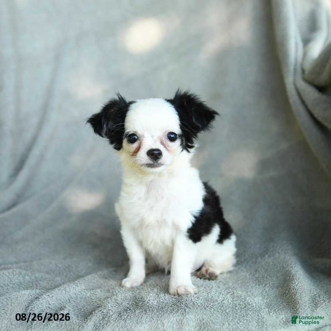Chihuahua dogs for sale: Jigsy - Ad 5
