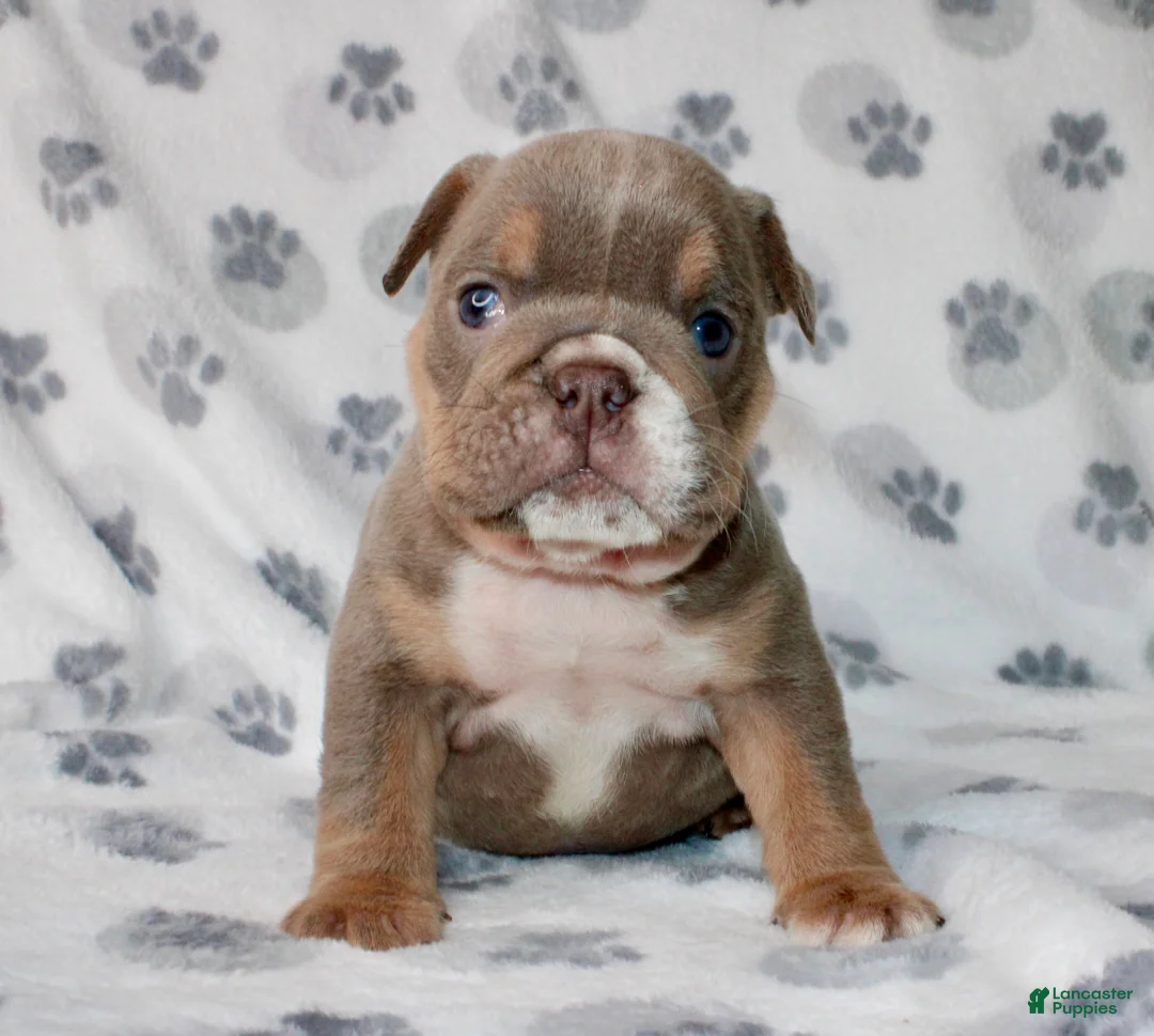English Bulldog dogs for sale: Penny - Ad 1