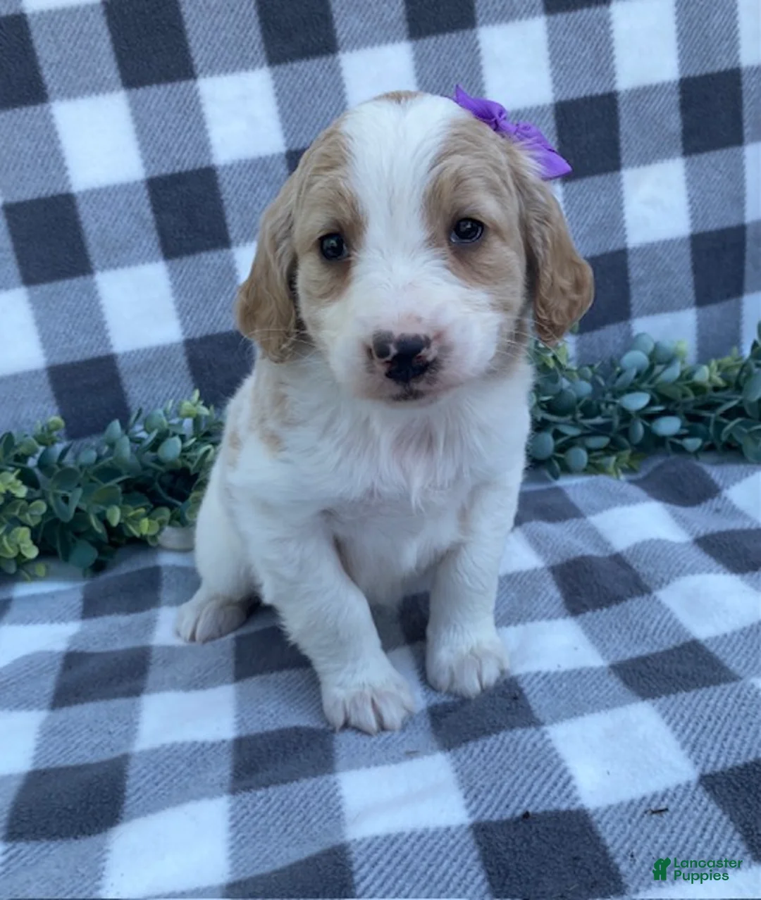Mini Goldendoodle dogs for sale: Lily - Ad 1