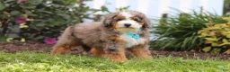 Mini Bernedoodle dogs for sale: Adrian - Ad 5