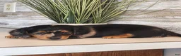 Miniature Dachshund dogs for sale: Macy - Ad 6