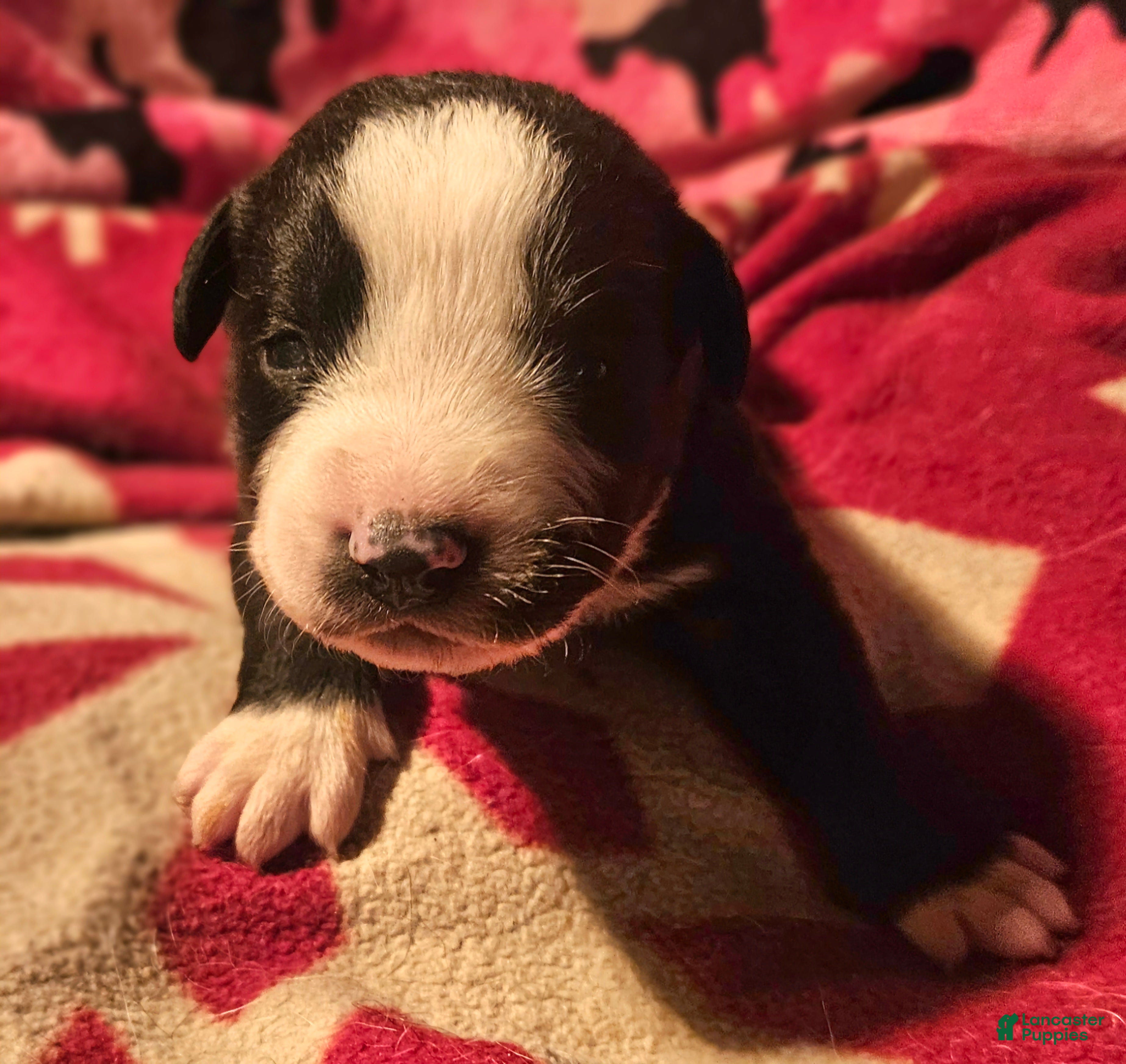Border Collie dogs Earl - Ad 9