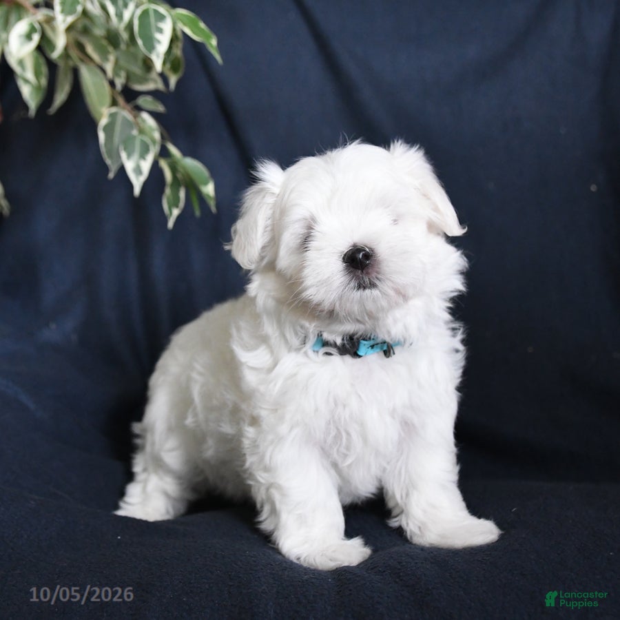 Maltese dogs Flossie - Ad 1