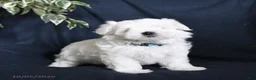 Maltese dogs for sale: Flossie - Ad 3