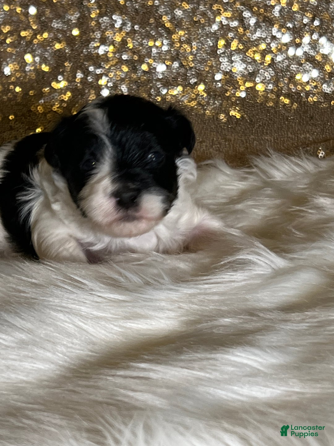 Havanese dogs for sale: Oreo - Ad 4