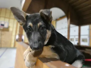 German Shepherd dogs German Shepherd Puppy 4 Jenny - Ad 14