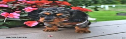 Miniature Dachshund dogs for sale: Venus - Ad 3