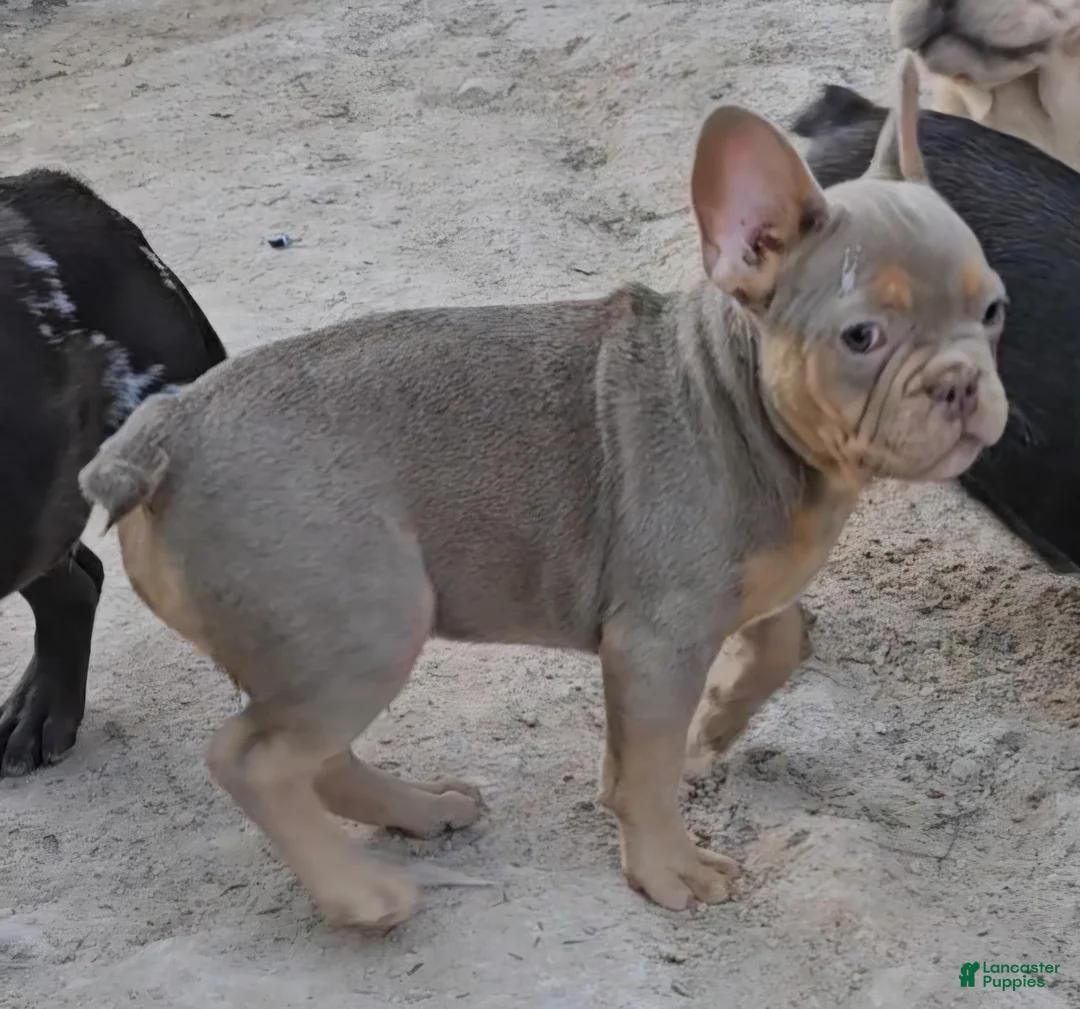 French Bulldog dogs for sale: French Bulldog Puppy 1 - Ad 9