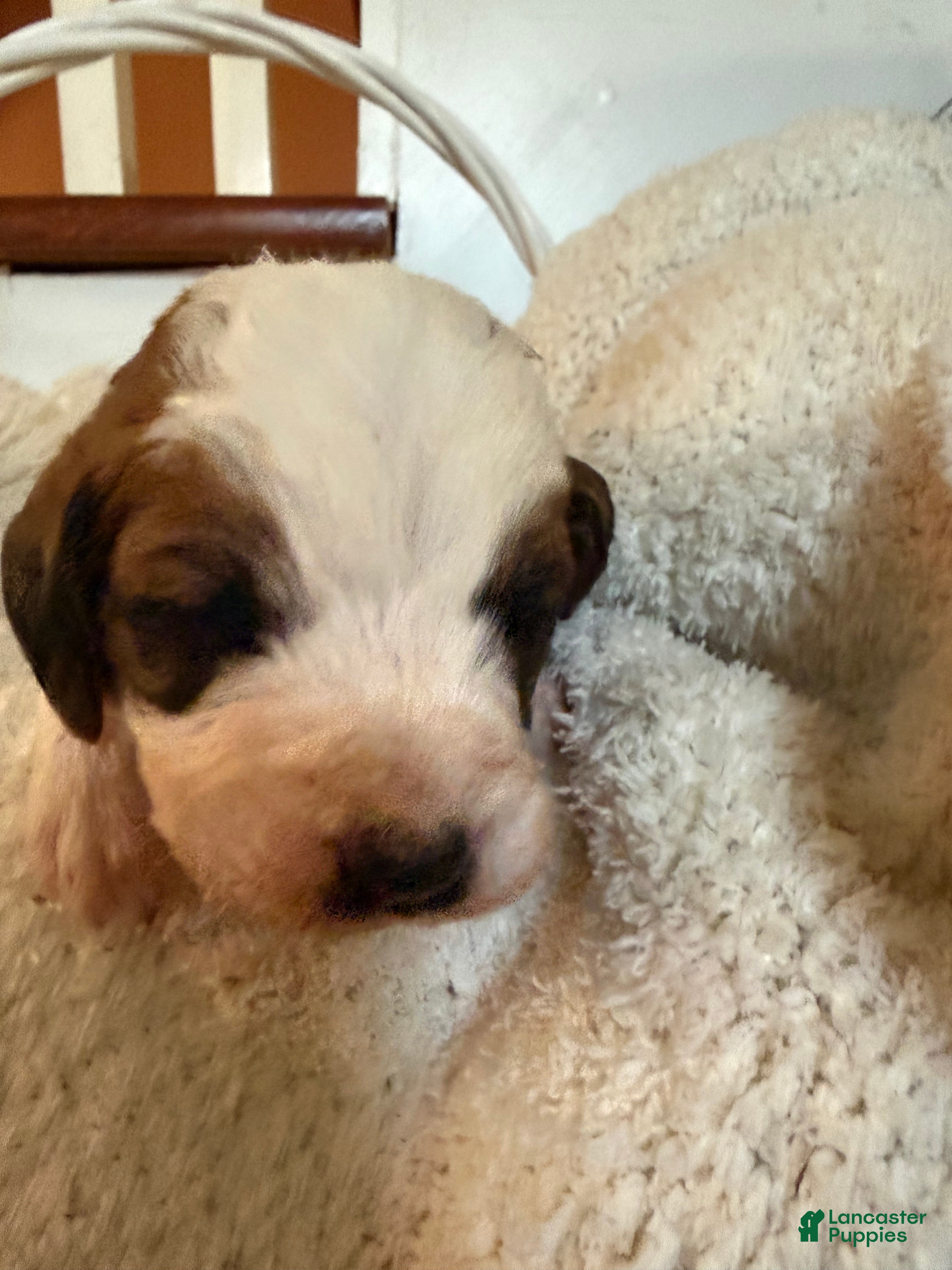 Mixed Breed dogs Sandy - Ad 26