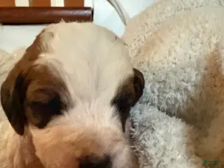 Mixed Breed dogs Sandy - Ad 18