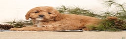 Cavapoo dogs for sale: Mason - Ad 6