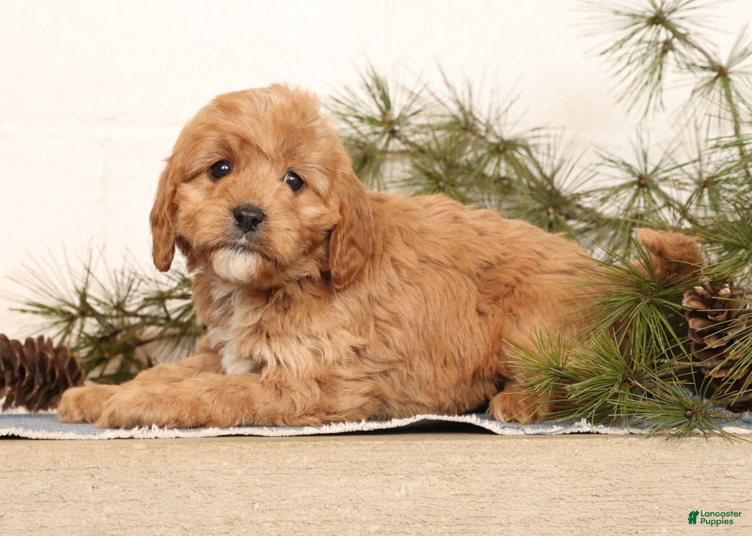 Cavapoo dogs for sale: Mason - Ad 6