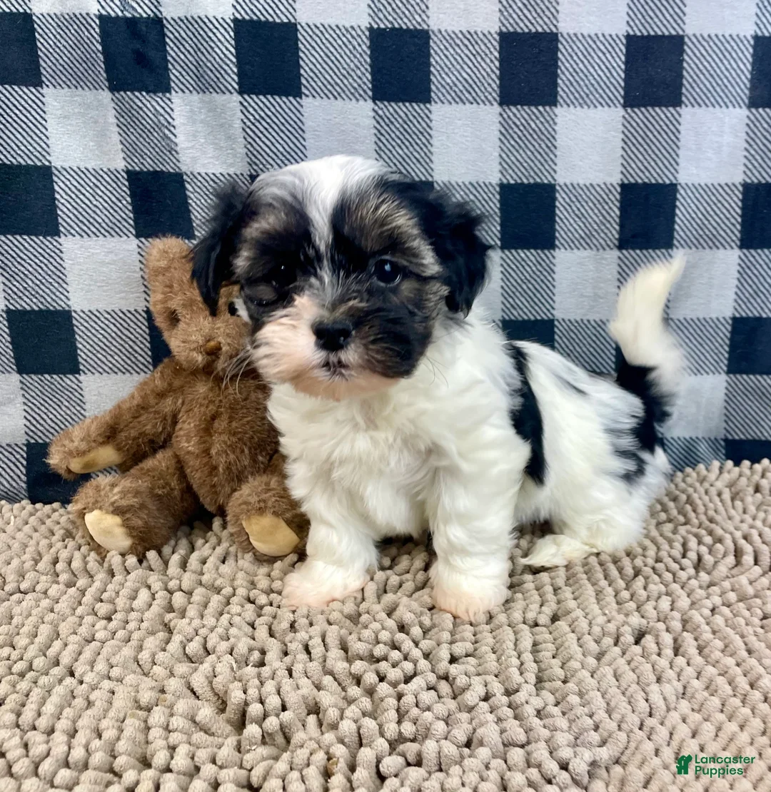 Teddy Bear dogs for sale: Jasmine - Ad 3