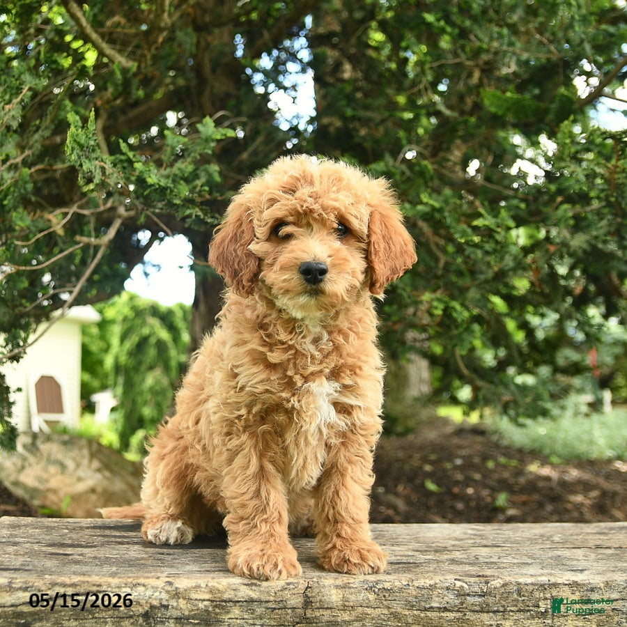 Goldendoodle dogs Molly - Ad 2