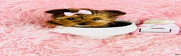 Yorkshire Terrier dogs for sale: Yorkshire Terrier Puppy 1 - Ad 2