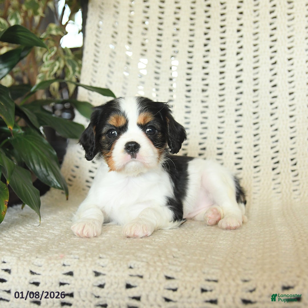 Cavalier King Charles Spaniel dogs for sale: Cleo - Ad 3