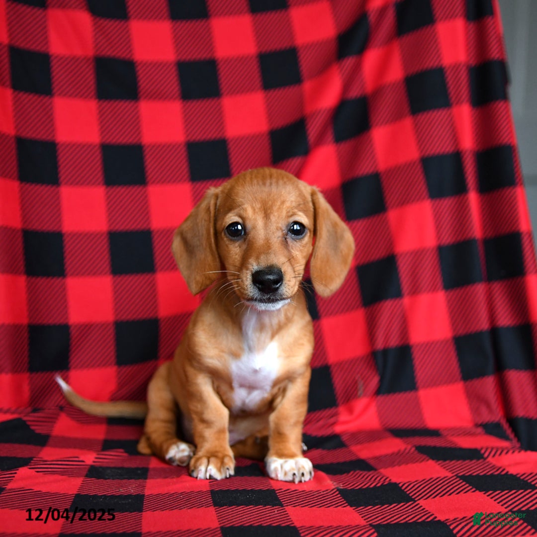 Miniature Dachshund dogs for sale: Zoe - Ad 3