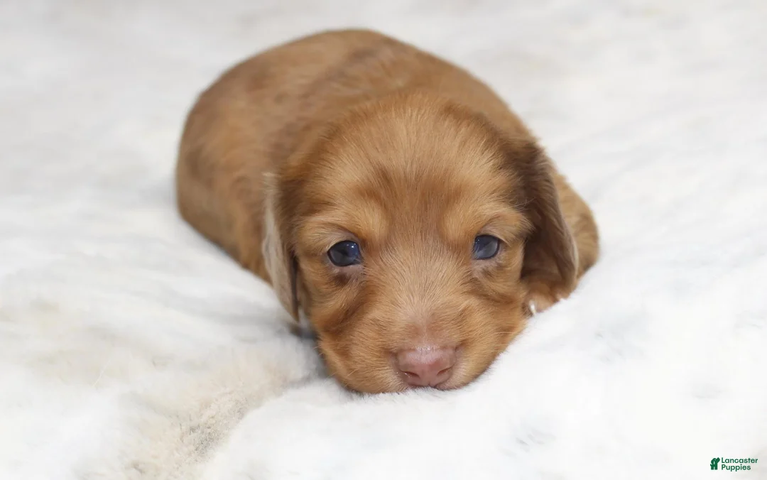 Dachshund dogs for sale: Missy - Ad 1
