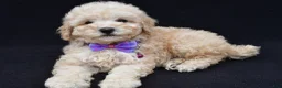 Miniature Poodle dogs for sale: Audrey  - Ad 6