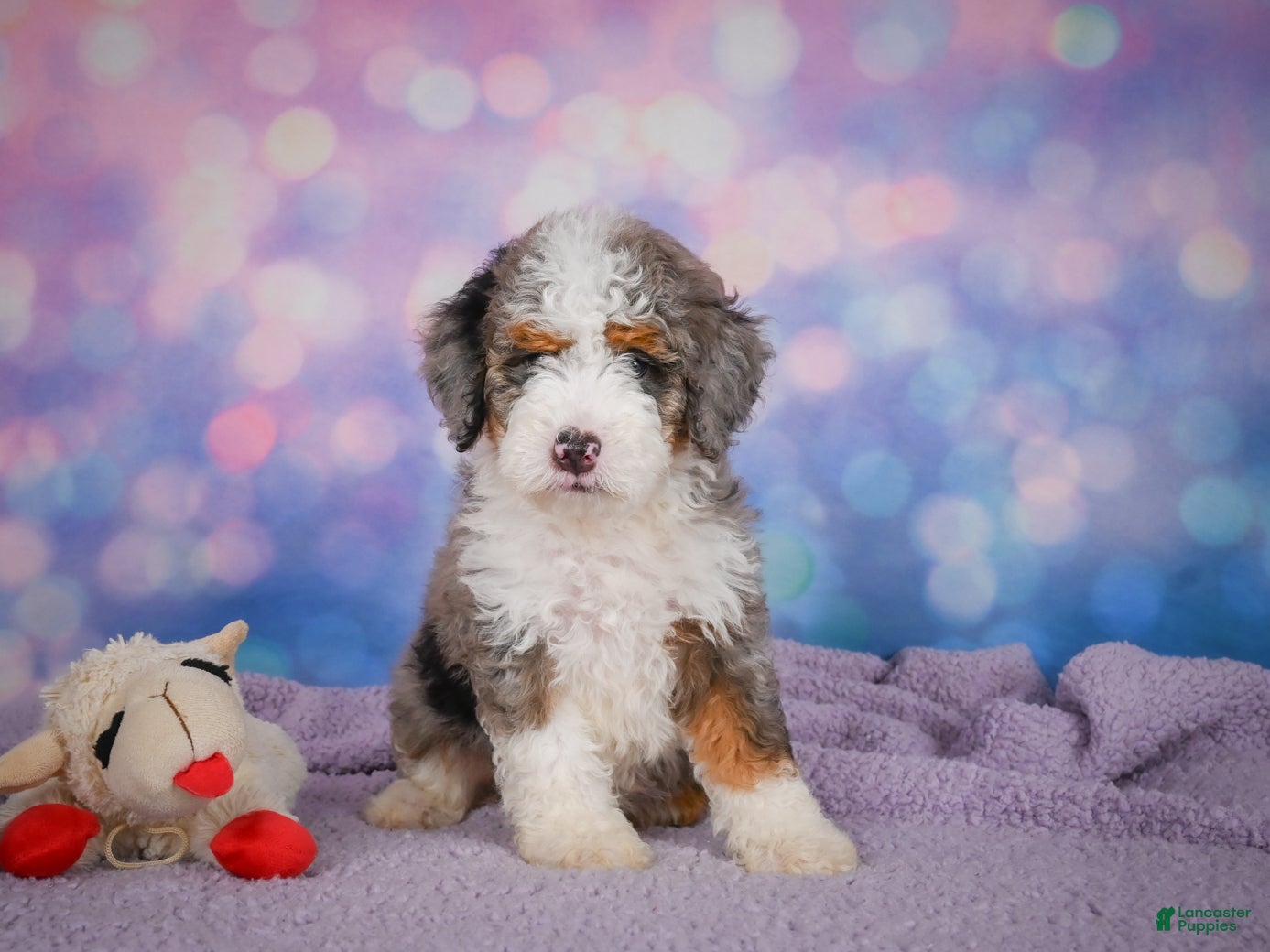 Mini Bernedoodle dogs Sandy - Ad 1