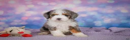 Mini Bernedoodle dogs for sale: Sandy - Ad 1
