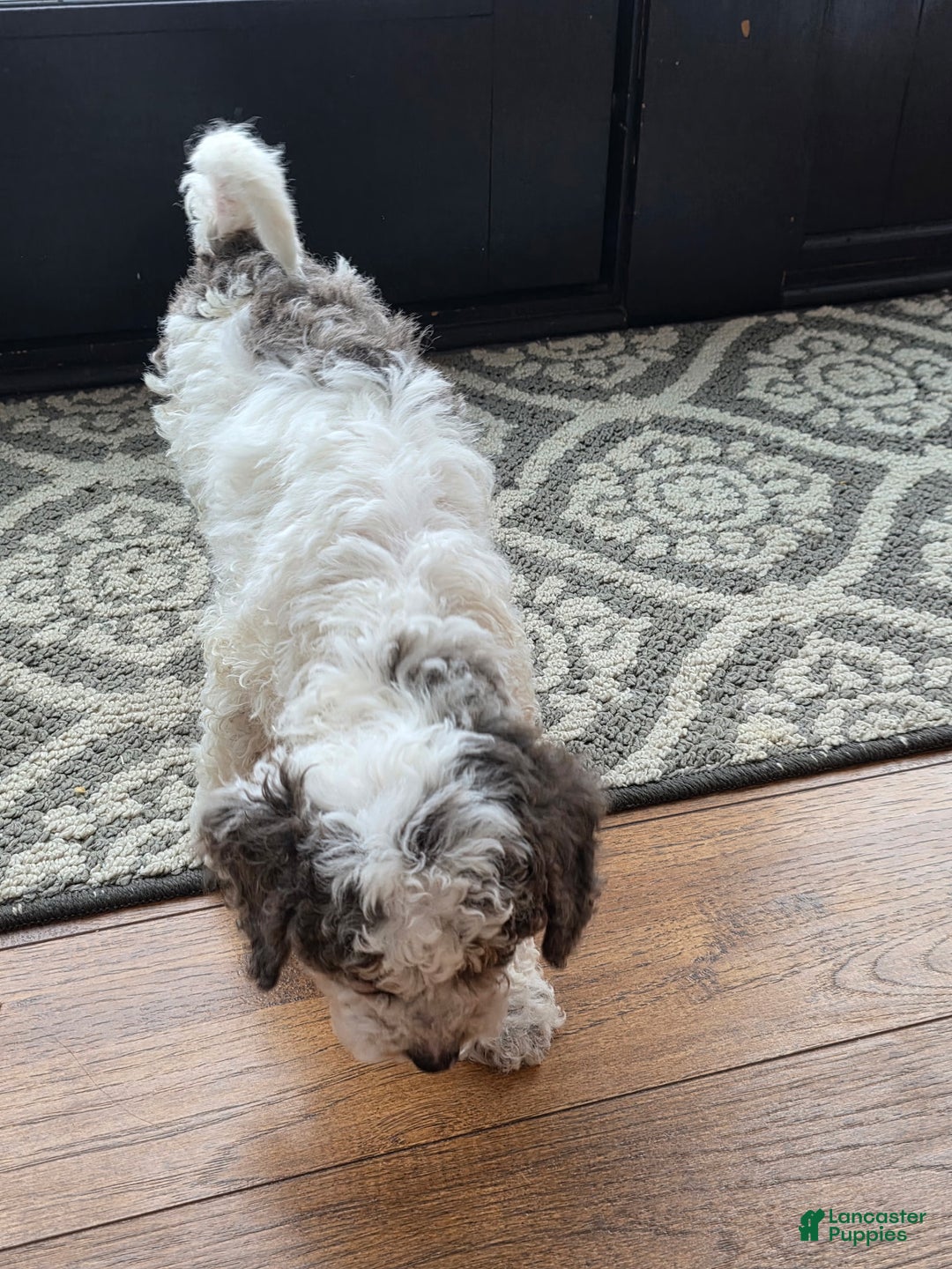 Mini Goldendoodle dogs for sale: Juno - Ad 2