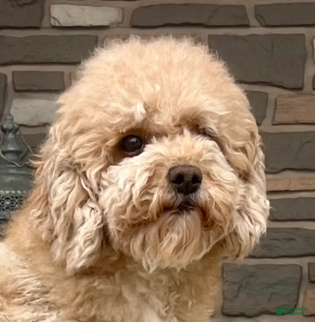 Miniature Poodle dogs for sale: Sweet Mocha ❤️🐾Akc Genetic Health Tested❤️🐾Call 717-529-1907❤️Retired Momma❤️ - Ad 4