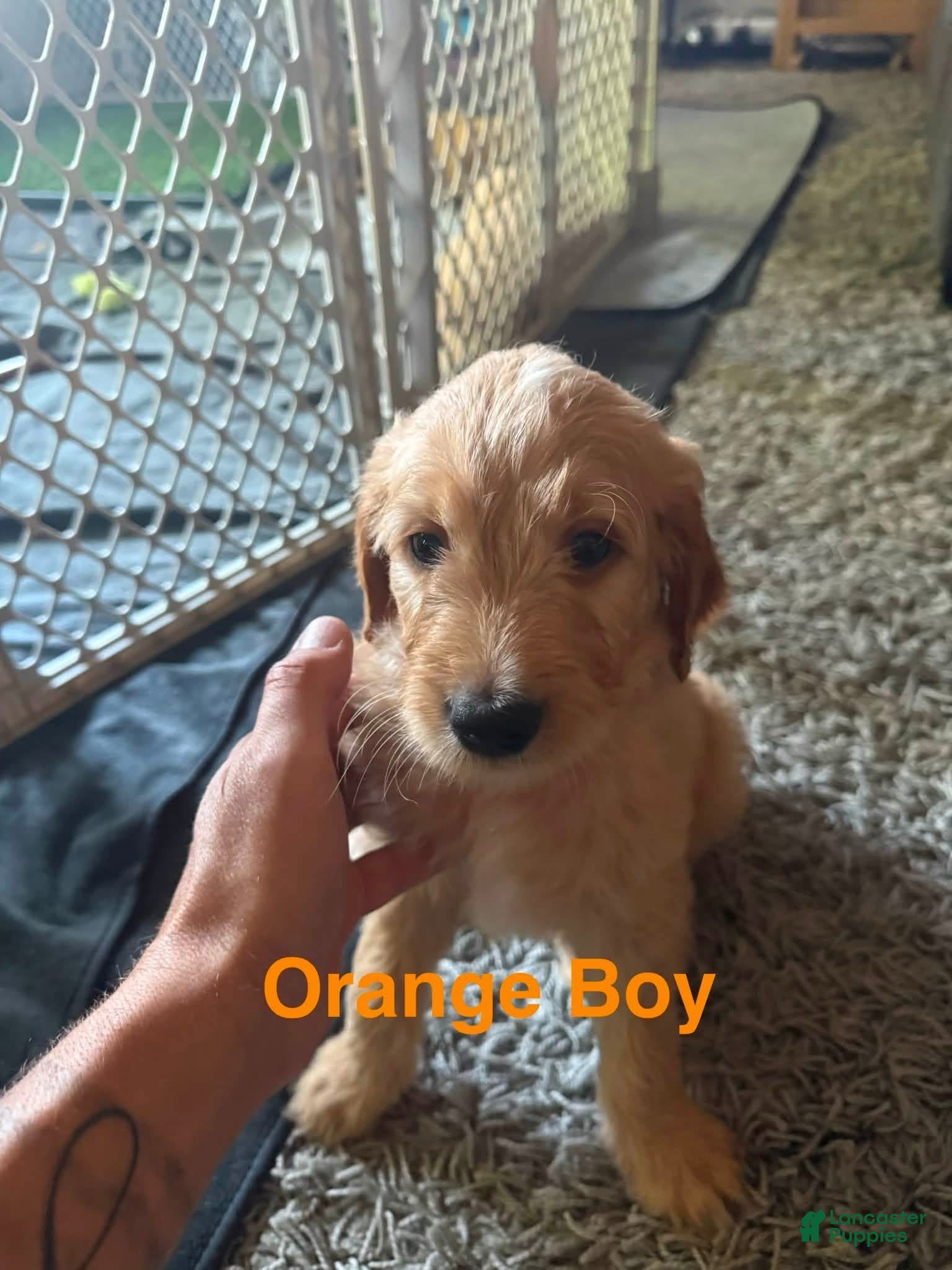 Goldendoodle dogs Goldendoodle 4 - Ad 8